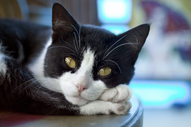 home-remedies-for-your-cat-s-upset-stomach-my-vet-page